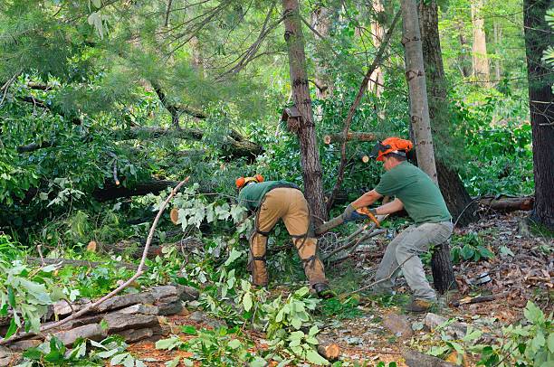 Best Affordable Tree Cutting  in Eagle River, WI